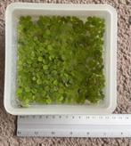 Drijvende aquarium plantjes, Dieren en Toebehoren, Ophalen, Plant(en), Steen of Hout