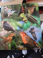 Prachtig uitgebreide map over vogels, Dieren en Toebehoren, Vogels | Overige Vogels, Meerdere dieren, Tropenvogel