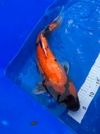 Japanse koi., Dieren en Toebehoren, Vissen | Vijvervissen, Karper of Koi