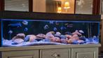 ///TE KOOP GROOT COMPLEET AQUARIUM//__, Ophalen, Gebruikt, Gevuld zoetwateraquarium