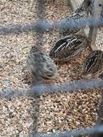 Japanse kwartels, Dieren en Toebehoren, Meerdere dieren