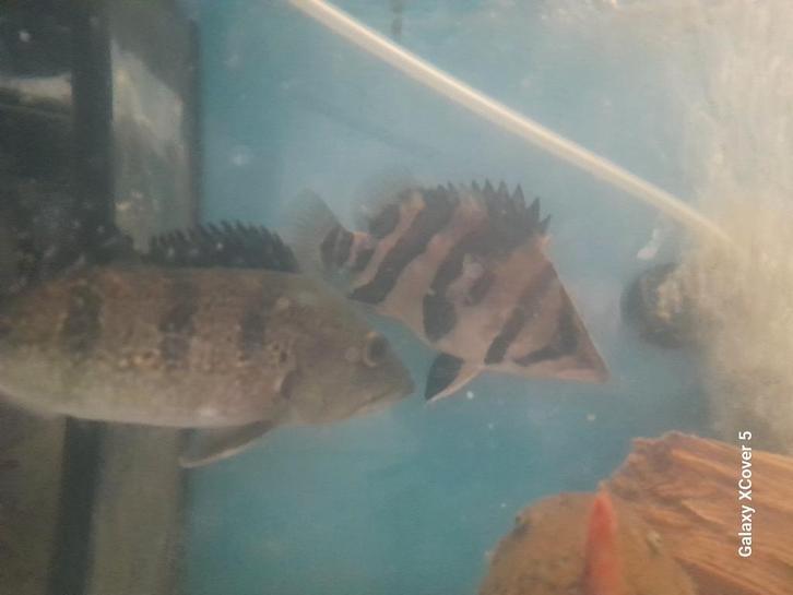 Datnioides microlepis, Dieren en Toebehoren, Vissen | Aquariumvissen, Vis