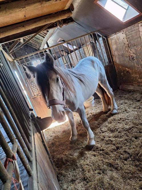 Hulp verzorger gezocht, Diensten en Vakmensen, Dieren | Paarden | Verzorging, Oppas en Les