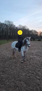D-pony, Dieren en Toebehoren, Pony's, Gechipt, Ruin, 3 tot 6 jaar, Recreatiepony