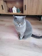 Prachtige Brits korthaar., Dieren en Toebehoren, Katten en Kittens | Raskatten | Korthaar, Poes, Gechipt, 0 tot 2 jaar