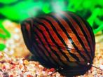 Zebra slak, Slak of Weekdier, Zoetwatervis