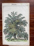 litho Baume 1890 Duits, Antiek en Kunst, Kunst | Litho's en Zeefdrukken, Ophalen of Verzenden