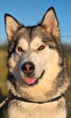 Alaskan malamute husky, Dieren en Toebehoren, 6 jaar of ouder, Teef, Poolhond, Eén hond