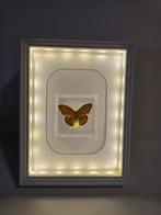 Vlinder in lijst, Ophalen of Verzenden, Overige typen