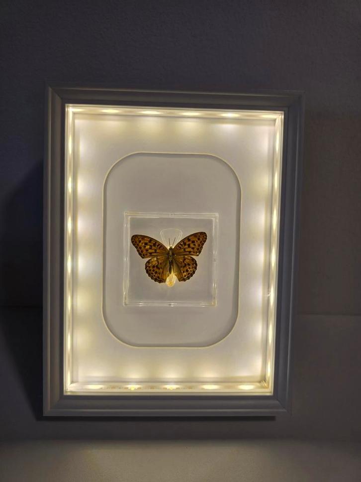 Vlinder in lijst, Verzamelen, Mineralen en Fossielen, Overige typen, Ophalen of Verzenden