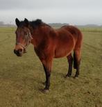 paard, Dieren en Toebehoren, Paarden, Merrie, Onbeleerd, 160 tot 165 cm, 11 jaar of ouder