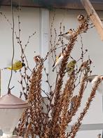 Bloemputterman gezocht, Meerdere dieren, Geringd