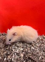 Jonhe goudhamsters man, Dieren en Toebehoren, Knaagdieren, Hamster, Mannelijk, Tam, September