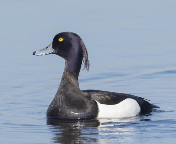Siereenden, Dieren en Toebehoren, Pluimvee, Eend, Meerdere dieren