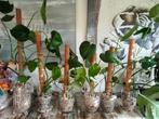 Monstera deliciosa, Huis en Inrichting, Kamerplanten, Ophalen, Overige soorten, In pot, Minder dan 100 cm