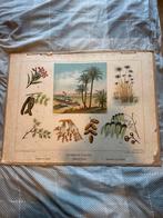 Oude schoolplaat: Palmen en Planten, Ophalen, Natuur en Biologie