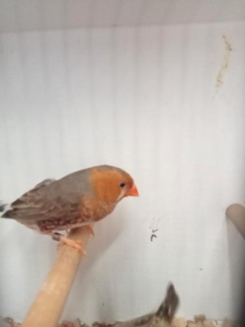 Mooi koppel zebravinken, Dieren en Toebehoren, Vogels | Overige Vogels, Tropenvogel, Meerdere dieren