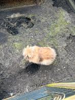 Lief kindvriendelijk teddy konijn, Mannelijk