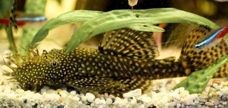 Algeneter. L144 . Man, Dieren en Toebehoren, Vissen | Aquaria en Toebehoren, Ophalen