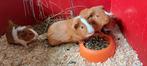 Verschillende cavia's, Februari, Meerdere dieren, Cavia