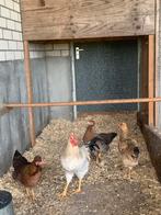 Jonge grote sierkippen groenleggers, Dieren en Toebehoren, Pluimvee, Meerdere dieren, Kip