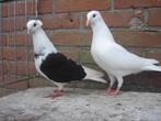 Sierduiven *, Dieren en Toebehoren, Vogels | Duiven