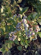 Vaccinium corymbosum chandler (trosbosbes) 40-60 cm, Ophalen of Verzenden, Eenjarig, Overige soorten, Halfschaduw