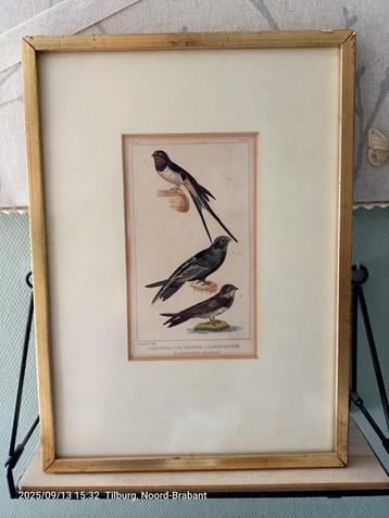 ingelijste gekleurde gravure zwaluwen, buffon,. 1826 beschikbaar voor biedingen