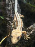 Lilly white wimper gekko - crested gecko, Dieren en Toebehoren, Overige soorten, Tam, 0 tot 2 jaar