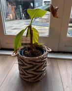Bananenplant, Ophalen, Fruitplant, Halfschaduw, In pot