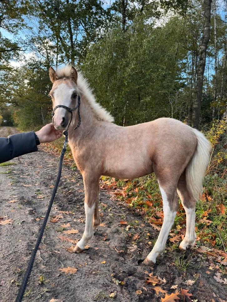 Palomino welsh A hengst (dringend), Dieren en Toebehoren, Pony's, Hengst, A pony (tot 1.17m), 0 tot 2 jaar