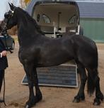 Friese Kroon Sport Merrie met vol papier en Super bloedlijn, Dieren en Toebehoren, Merrie, Dressuurpaard