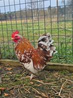 Gert zoekt een huisje! (Haan), Dieren en Toebehoren, Pluimvee, Mannelijk, Kip