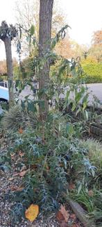 Vlinderstruik wit  1.30 hoog, Ophalen of Verzenden, Vlinderstruik, Minder dan 100 cm