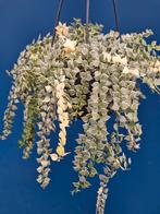 Dischidia Ruscifolia Variegata p14