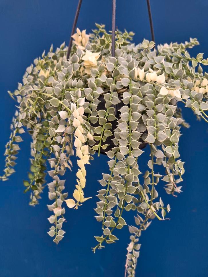 Dischidia Ruscifolia Variegata p14, Huis en Inrichting, Kamerplanten, Minder dan 100 cm, Halfschaduw, Ophalen of Verzenden