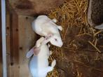 Witte konijnen, Dieren en Toebehoren, April, Vrouwelijk
