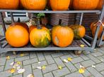 Halloween pompoenen & lekkere eetbare soorten, Ophalen, Nieuw