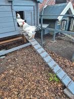 Brahma haan wit gratis, Dieren en Toebehoren, Mannelijk, Kip