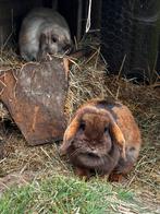 Voedster konijn !!gezocht!!, Dieren en Toebehoren, Konijnen, Vrouwelijk
