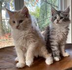 XXL Maine coon kittens beschikbaar €1450 met stamboom, Dieren en Toebehoren, Katten en Kittens | Raskatten | Langhaar, Meerdere dieren