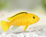 gevraagt vrouwtjes Labidochromis caeruleus malawi ca 6 á 8, Dieren en Toebehoren, Vissen | Aquariumvissen, Vis, Zoetwatervis, Schoolvis