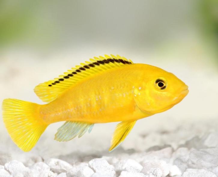 gevraagt vrouwtjes Labidochromis caeruleus malawi ca 6 á 8, Dieren en Toebehoren, Vissen | Aquariumvissen, Zoetwatervis, Vis, Schoolvis