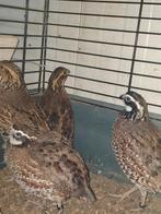 Koppel boomkwartel, Dieren en Toebehoren, Meerdere dieren, Eend