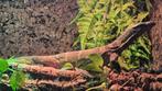 Varanus rudicollis ruwnekvaraan roughneck monitor, Dieren en Toebehoren, Reptielen en Amfibieën, Hagedis, Met terrarium, 0 tot 2 jaar