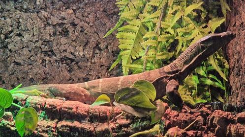Varanus rudicollis ruwnekvaraan roughneck monitor, Dieren en Toebehoren, Reptielen en Amfibieën, Hagedis, 0 tot 2 jaar, Met terrarium