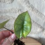 Alocasia platinum variegata, Ophalen of Verzenden, Halfschaduw, Minder dan 100 cm
