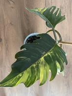 Philodendron Caramel Marble, Huis en Inrichting, Kamerplanten, Ophalen of Verzenden, Halfschaduw, Minder dan 100 cm