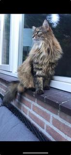 Kruising Mainecoon, Dieren en Toebehoren, Ophalen, Zo goed als nieuw