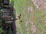 Diverse trio vorwerk kriel, Dieren en Toebehoren, Pluimvee, Meerdere dieren, Kip